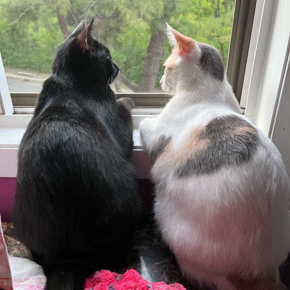 Meet your Posher, Michele - Picture 1 of 3